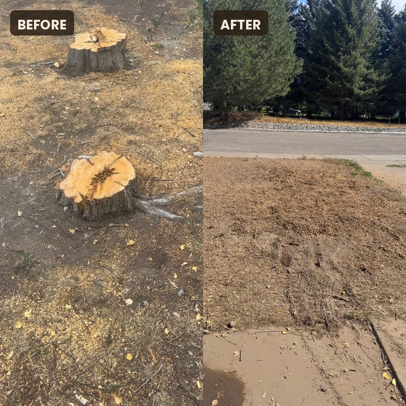 Before and after: two stumps in a yard, then the same area ground out and cleaned up