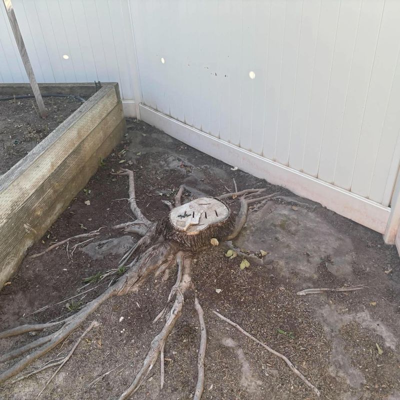 Stump with exposed roots in a corner between a fence and a raised bed