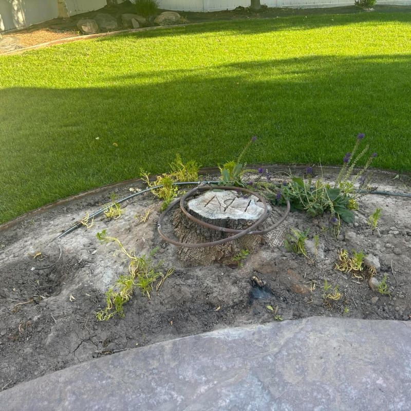 Cut stump in a landscaped garden bed next to a lawn