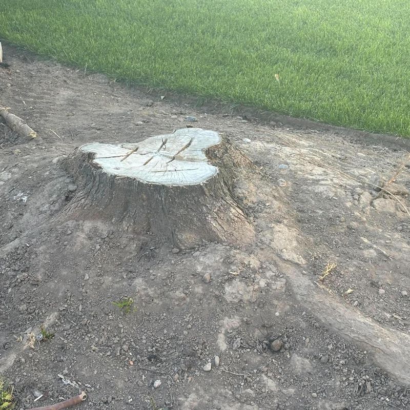 Large cut stump along the edge of a lawn