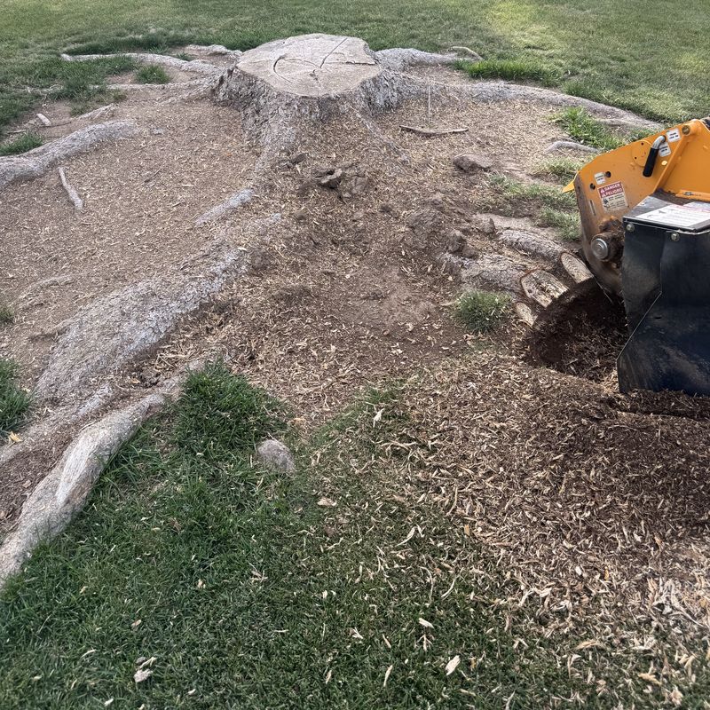 Stump grinder working out the surface roots around a large stump in a lawn
